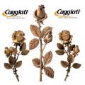 Цветы Caggiati